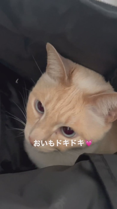 カバンに入る猫ちゃんの様子