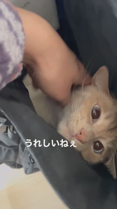 カバンに入る猫ちゃんの様子