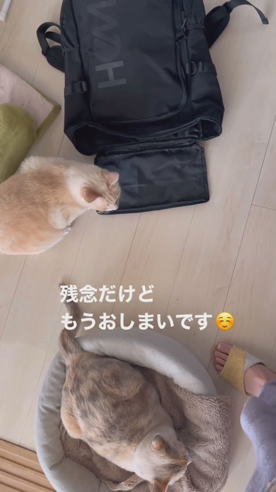 カバンに入る猫ちゃんの様子