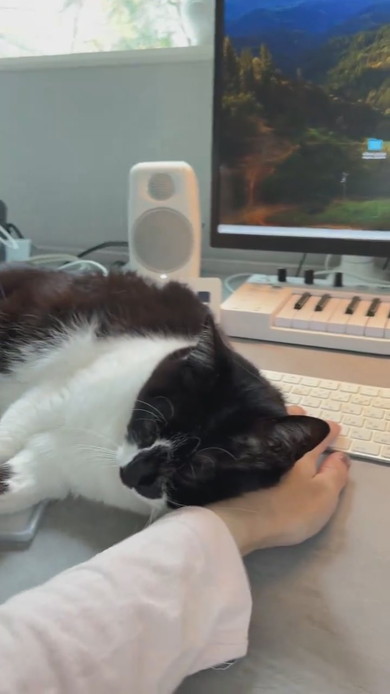 机上に猫ベッドを設置してもそこで寝ない猫ちゃんの様子