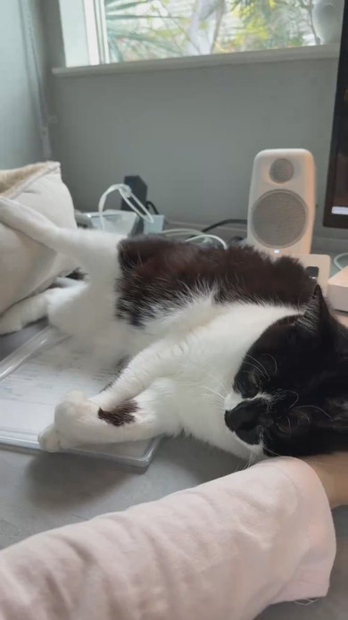机上に猫ベッドを設置してもそこで寝ない猫ちゃんの様子