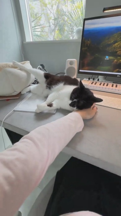机上に猫ベッドを設置してもそこで寝ない猫ちゃんの様子