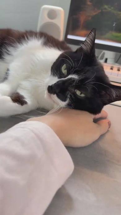 机上に猫ベッドを設置してもそこで寝ない猫ちゃんの様子