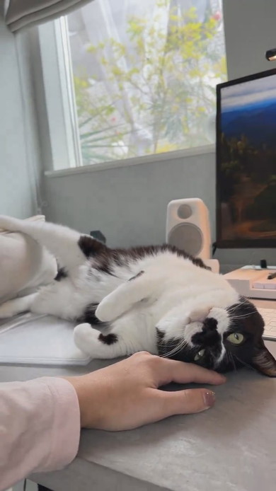 机上に猫ベッドを設置してもそこで寝ない猫ちゃんの様子
