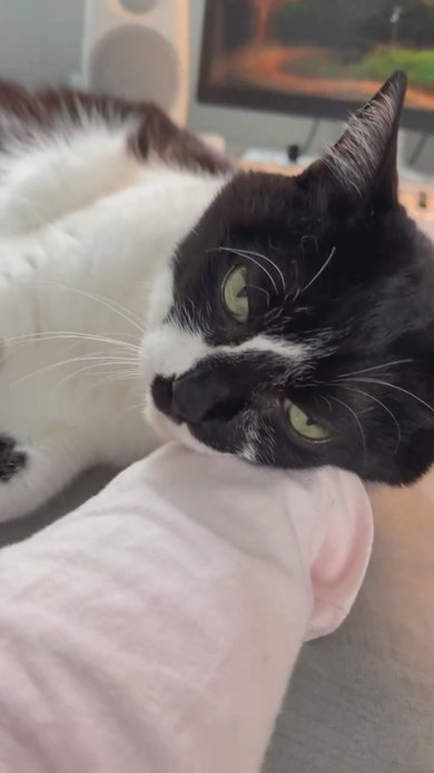 机上に猫ベッドを設置してもそこで寝ない猫ちゃんの様子