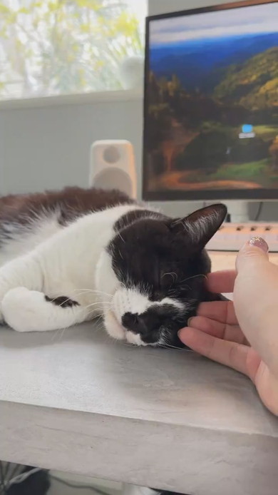 机上に猫ベッドを設置してもそこで寝ない猫ちゃんの様子