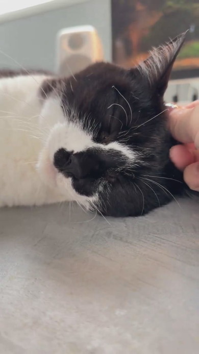 机上に猫ベッドを設置してもそこで寝ない猫ちゃんの様子