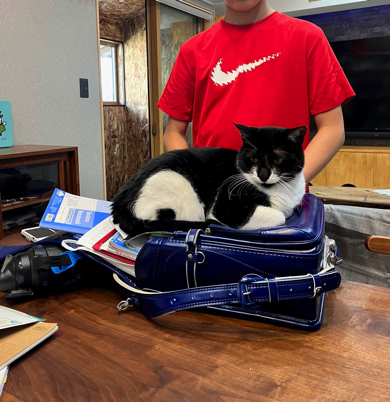 座るとおにぎりが現れる猫