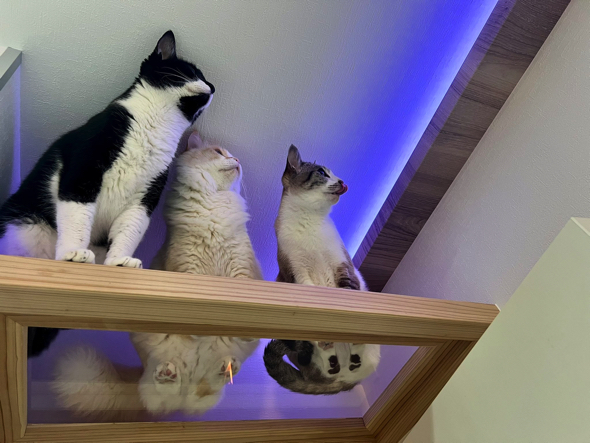 カメムシにニャルソックが即対応中