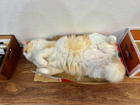 箱を破壊するダイナマイトボディ