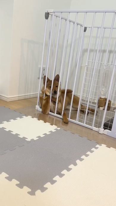 えらそうなワンコ