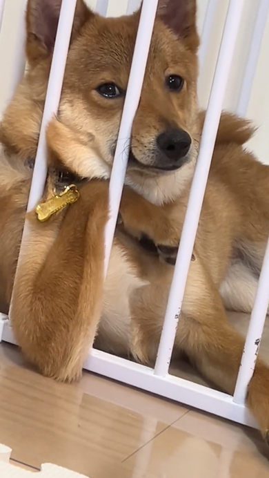 えらそうなワンコ