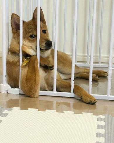 えらそうなワンコ