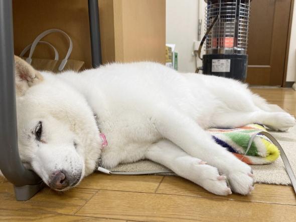 対応力抜群なワンコ