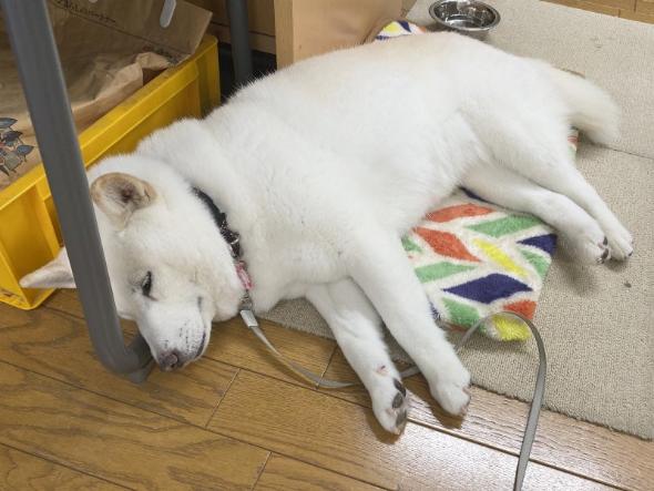 対応力抜群なワンコ