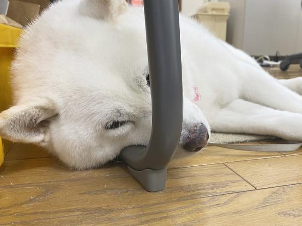 対応力抜群なワンコ