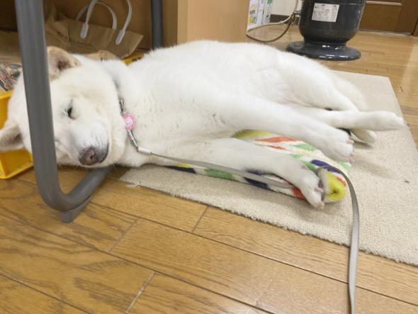 対応力抜群なワンコ