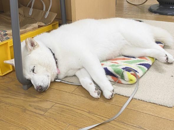 対応力抜群なワンコ