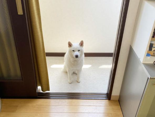 対応力抜群なワンコ