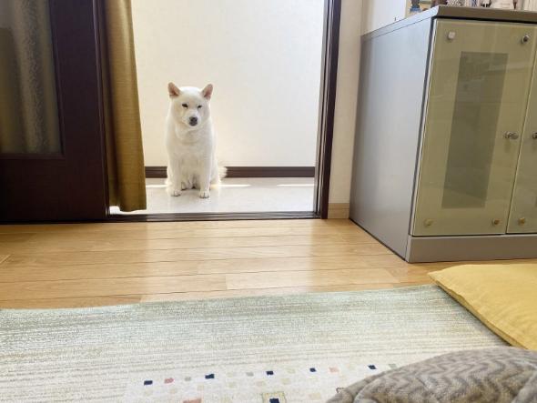 対応力抜群なワンコ