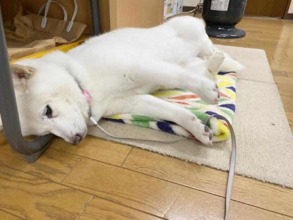 対応力抜群なワンコ