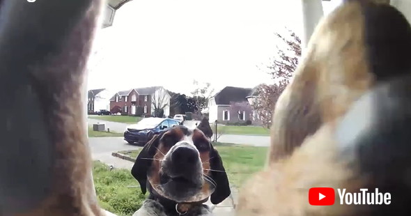 飼い主と一緒にヨガのポーズをする猫