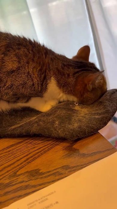 シャネルのポーチに体をこすりつける猫