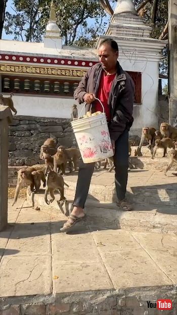 サルとじゃがいも