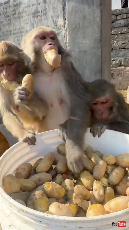 サルとじゃがいも