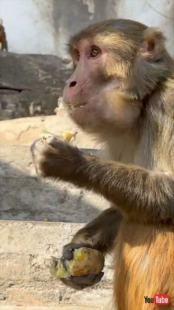 サルとじゃがいも