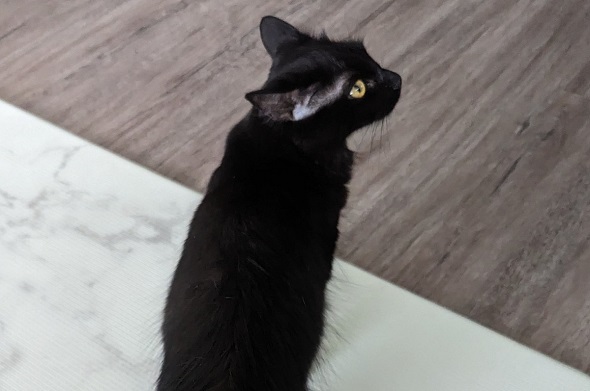 尾びれのようなしっぽ