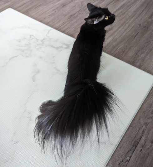 尾びれのようなしっぽ