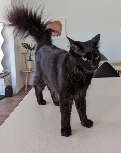 ふわふわしっぽのモアさん