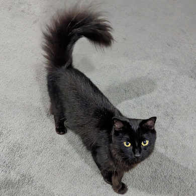 ふわふわしっぽのモアさん