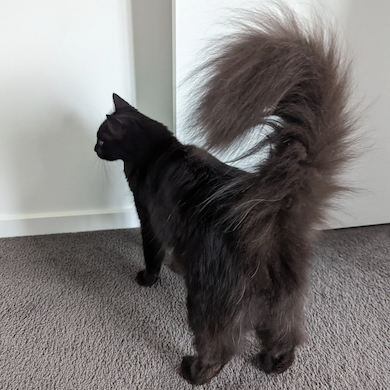 ふわふわしっぽのモアさん