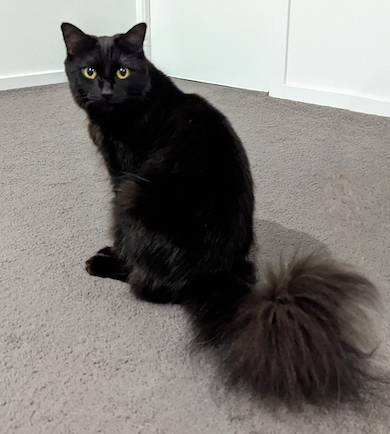 ふわふわしっぽのモアさん