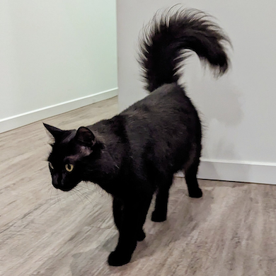 ふわふわしっぽのモアさん