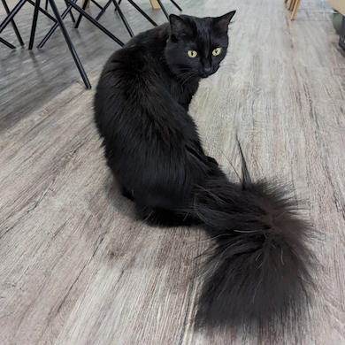 ふわふわしっぽのモアさん