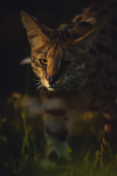 サーバル「アポロ」