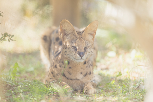 サーバル「アポロ」