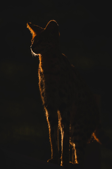 サーバル「アポロ」