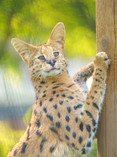 サーバル「アポロ」