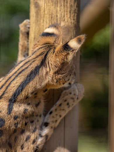 サーバル「アポロ」