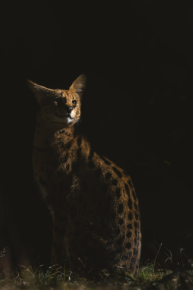 サーバル「アポロ」