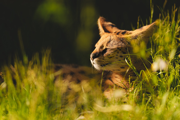 サーバル「アポロ」