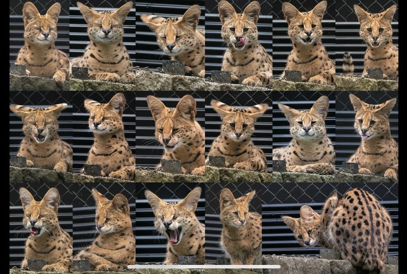 サーバル「アポロ」