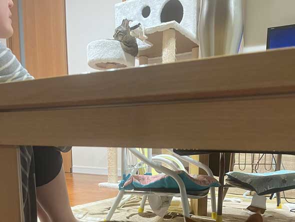 机の下でひっそりと怒る猫