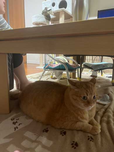 机の下でひっそりと怒る猫