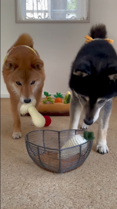 白菜とエリンギを収穫するみくとりな