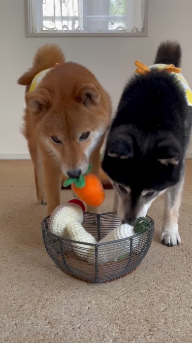 とうもろこしと人参を収穫したみくとりな